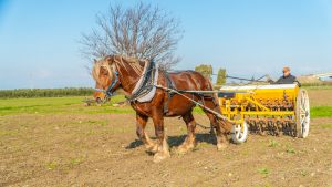 Agricultural pasta factory: from wheat to pasta, all on horseback